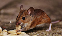 24 Hour & Emergency Exterminators in Warren, MI